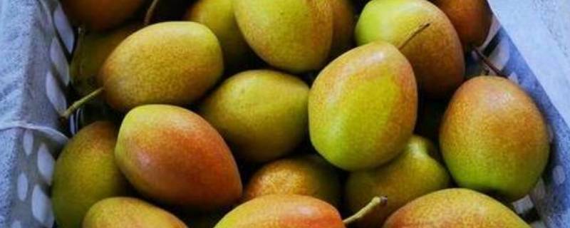 小梨叫什么梨 小吊梨是什么意思