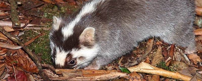 鼬獾是保护动物吗（鼬獾是野生动物吗）