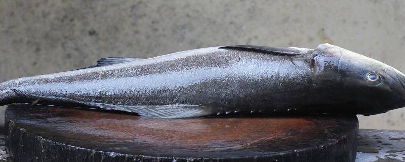 黑色的海鱼有哪些（黑色的海鱼有哪些品种图片）