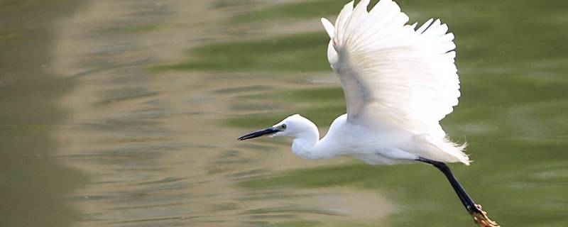 白鹭怎么睡觉（白鹭睡觉是什么样子的）