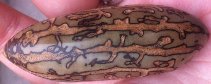 千眼菩提三色都是人工上色吗（三色千眼菩提是不是染色的）