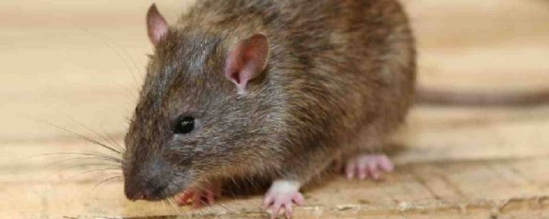 死老鼠的臭味多久才能自动消失 一般死老鼠的臭味会持续多久