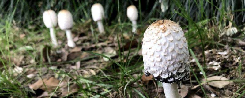 野生鸡腿菇可以吃吗 野鸡腿蘑菇能吃吗