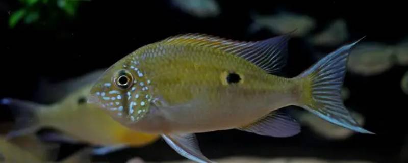宝石鱼是什么鱼 宝石鱼是深海鱼吗