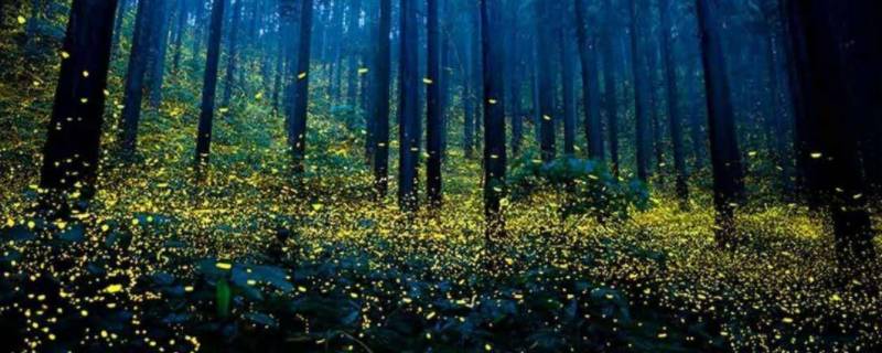 昆虫记萤火虫的习性 昆虫记萤火虫的特点是什么