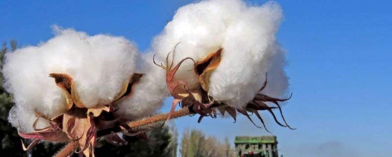 木材棉花是属于哪一类火灾 木材棉麻属于哪类火灾