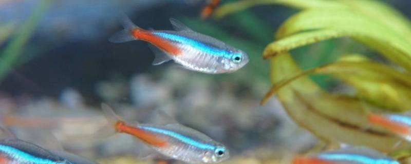 灯笼鱼发光的地方叫什么（灯笼鱼的灯笼是怎么发光的）