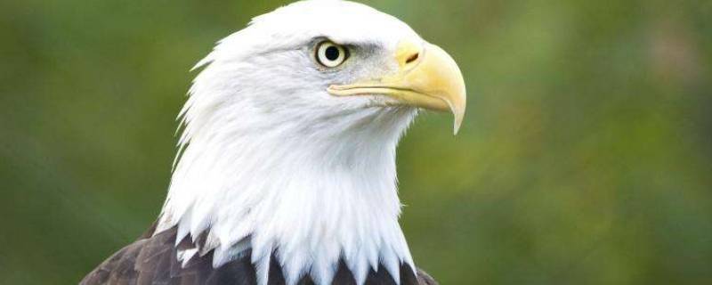 关于鹰的知识有哪些（关于鹰的知识有哪些20字概括）