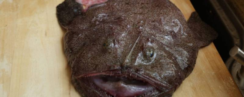 通天鱼是什么鱼（通天鱼图片）