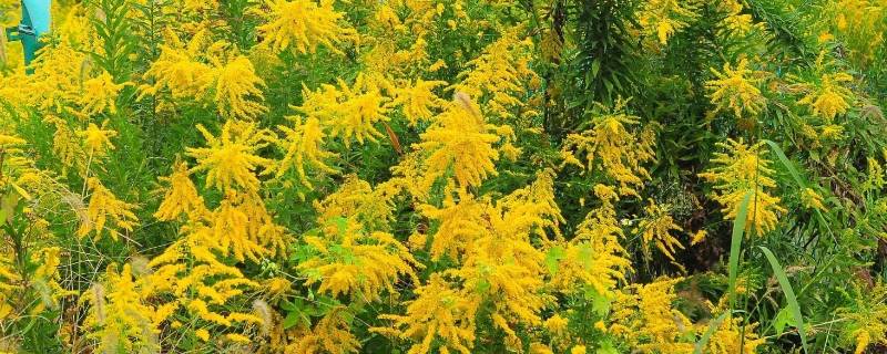 加拿大一枝黄花是啥(加拿大一枝黄花是啥玩意)