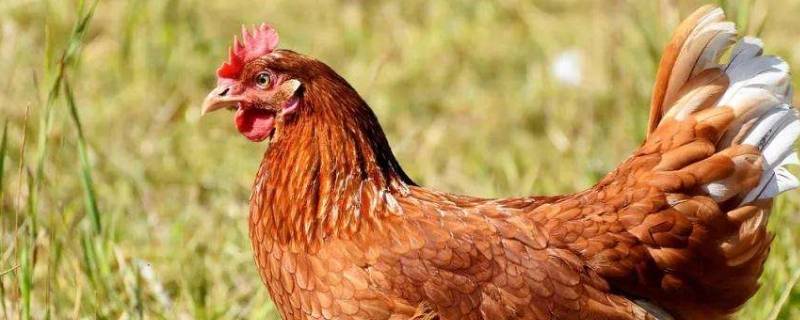 煲一只整鸡用几升的锅（多大的锅煮一只整鸡）