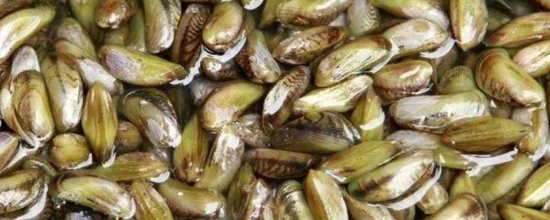 海瓜子又叫什么（海瓜子还叫什么）