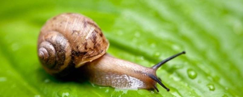 蜗牛可以吃吗（蜗牛可以吃吗怎么吃）