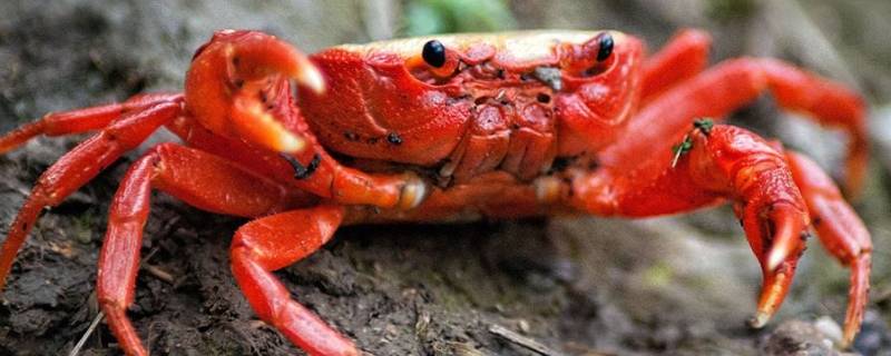 螃蟹怎么叫 螃蟹怎么叫拟声词