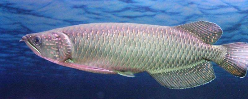 游龙斑是什么鱼（游龙斑是什么鱼图片）