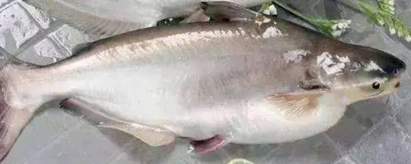 巴沙鱼很脏吗（巴沙鱼生活的环境是脏的吗）