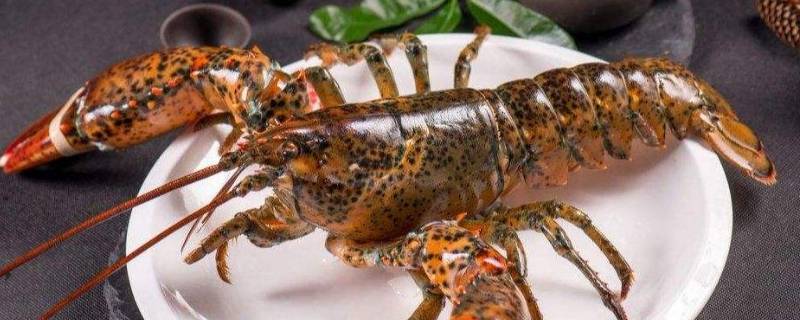 波龙怎么保存才新鲜 波龙买回家保鲜方法