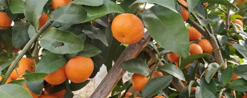 挑选沙糖桔的小窍门 沙糖桔好吗