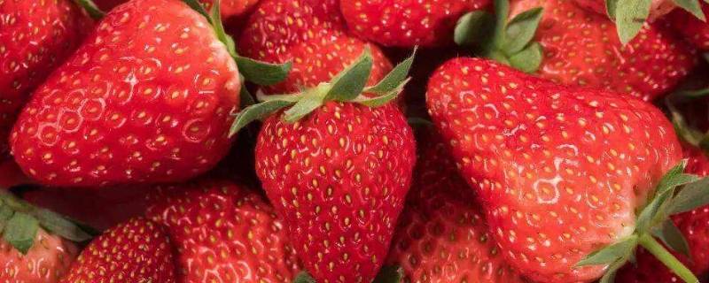 11月有草莓采摘吗（11月份有草莓摘吗）