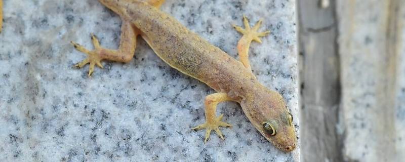 壁虎是怎样逃生的（壁虎是怎样逃生的一段话）