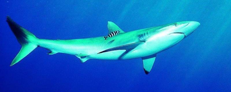 鲨鱼会咬人吗 gta5鲨鱼会咬人吗