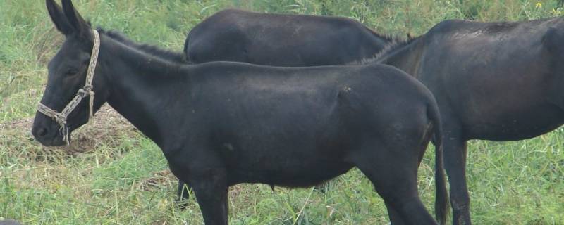 马的耳朵长还是驴的耳朵长（驴的耳朵和马的耳朵谁的长）