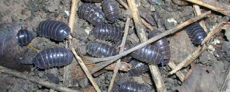 家里有鼠妇虫怎么处理 家里有鼠妇虫怎么办