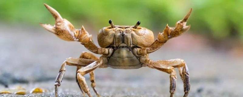 死螃蟹可以放在冰冻里面保存吗（螃蟹死了能不能放冰箱冻着）