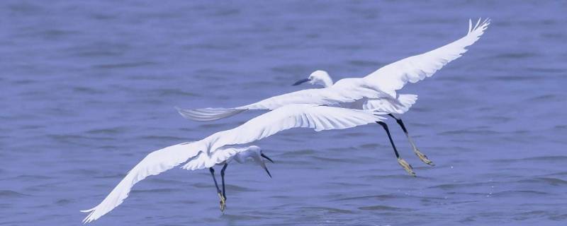 白鹭常见吗（白鹭常见吗?有多少种?）