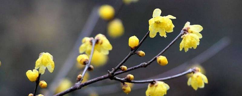 腊梅会掉色吗（腊梅为什么掉颜色）