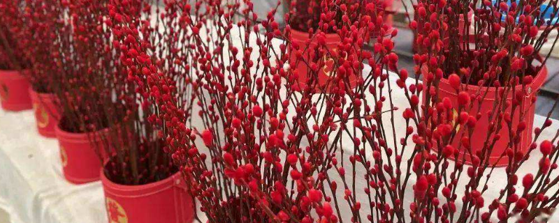 红银柳是染色的吗 红色银柳是染色吗