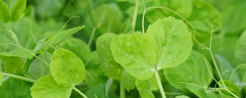 豆苗是用什么豆长出来的（豆苗长什么样子）