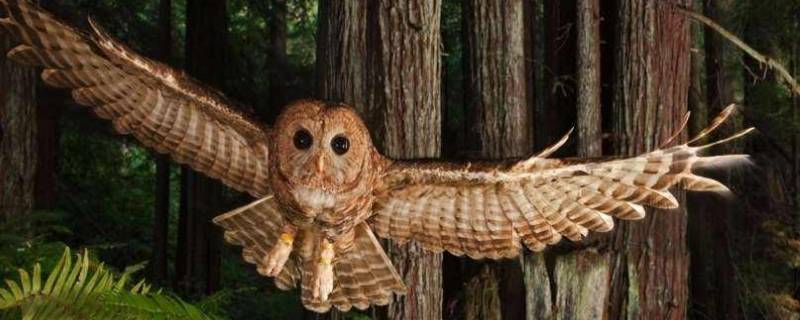 猫头鹰是否属于猛禽（猫头鹰是禽类吗）