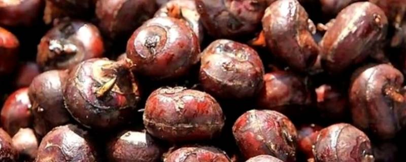 马蹄煮多久 马蹄煮多久会软