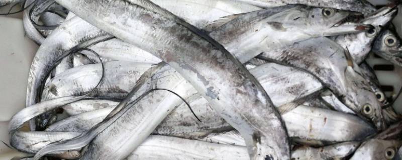 怎么杀带鱼（怎样宰杀带鱼）