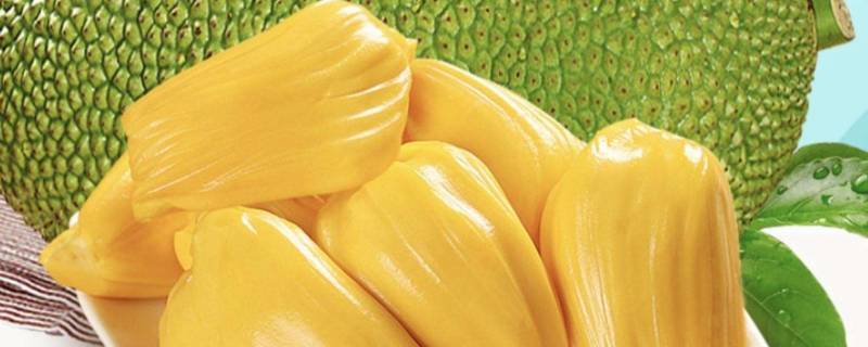 菠萝蜜什么样子算熟 菠萝蜜怎么样子才算熟