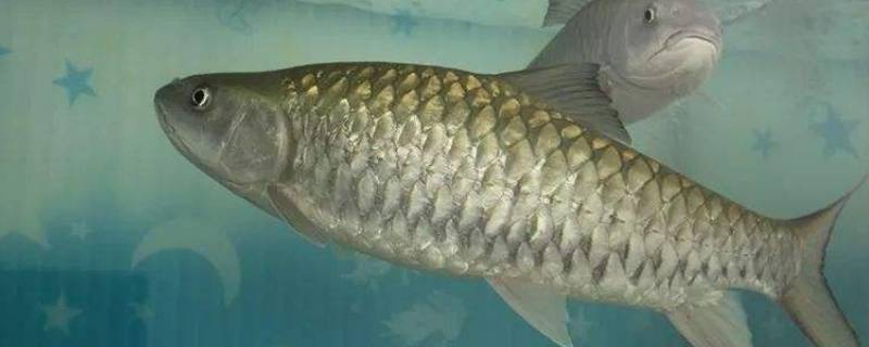 鱼能吃什么 小金鱼能吃什么