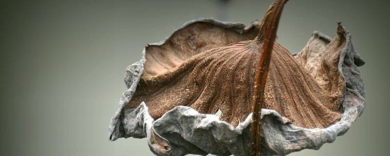 残荷象征一种什么精神（残荷象征什么人）