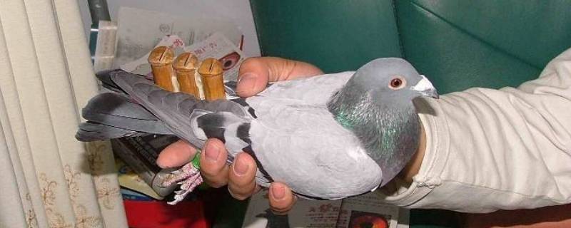 鸽哨有什么作用 鸽哨是干嘛的