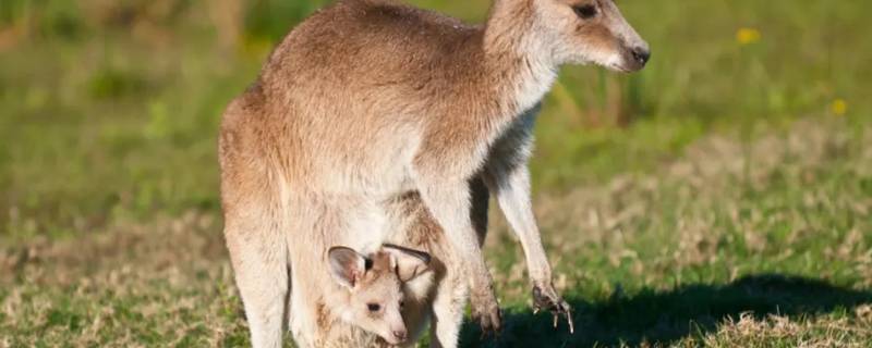 袋鼠袋子里是什么样的 袋鼠袋子里面是什么样的
