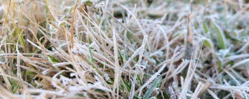 轻微霜冻要几度 霜冻一般温度几度了