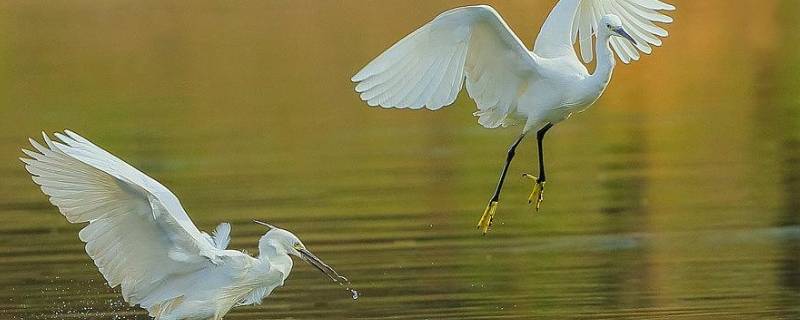 白鹭身上的颜色有哪些（白鹭全身是什么颜色的）