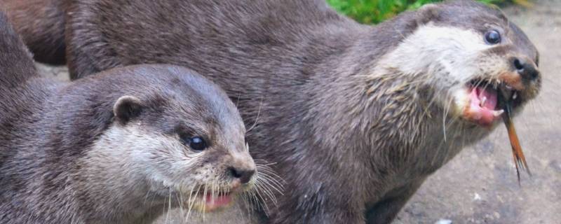 水獭有袋子吗 有没有水獭