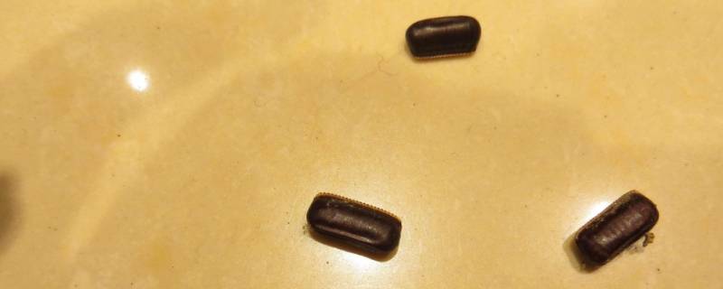 蟑螂卵怎么消灭 蟑螂卵怎么消灭最彻底