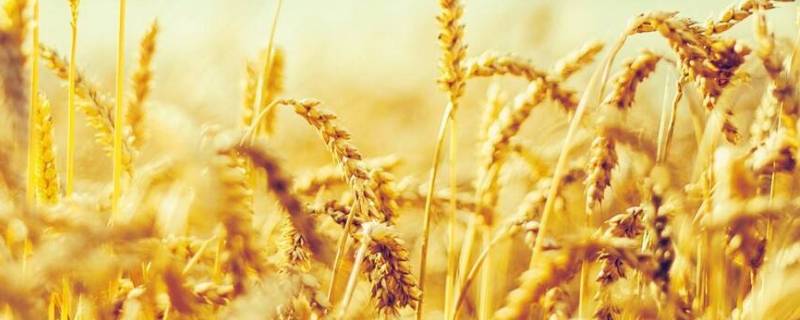 金黄色和金色一样吗（金色和黄色有什么不一样）