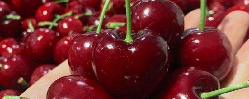 车厘子XXJ是什么等级 车厘子xjd等级是几j