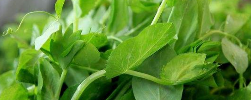 豌豆尖是什么（豌豆尖是什么菜）