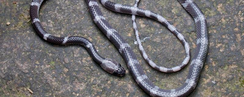 怎样避免马桶里有蛇（马桶里会出现蛇吗）