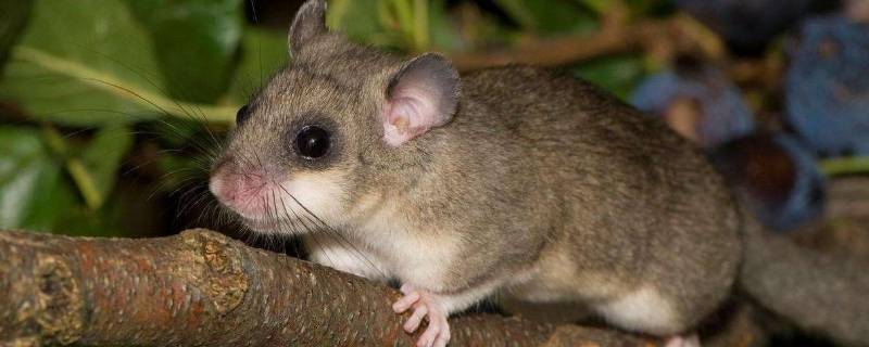 厨房有老鼠该怎么处理 家里厨房老是有老鼠怎么办