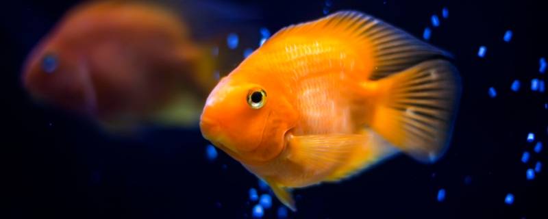 为什么鱼儿离不开水（为什么鱼儿离不开水呢）